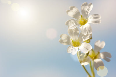 White Spring Flowers Glassboard